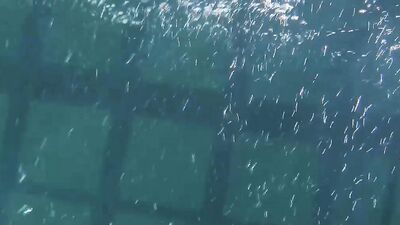 Siskina And Polcharova Strip Nude Underwater