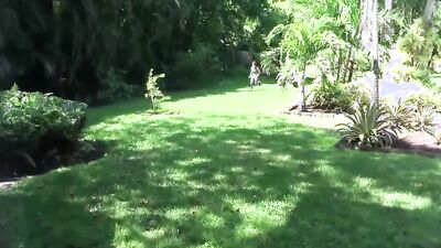 Sweet Short Hair Stepsis Wants To Ride Stepbrothers Big Cock