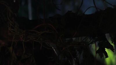 Full Moon Jungle Fantasy
