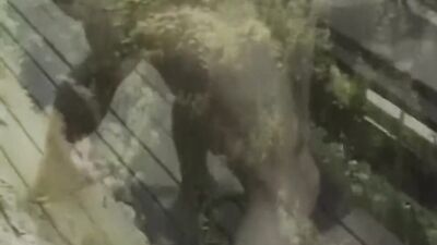 Brunette sucks a dick and gets fucked on the balcony
