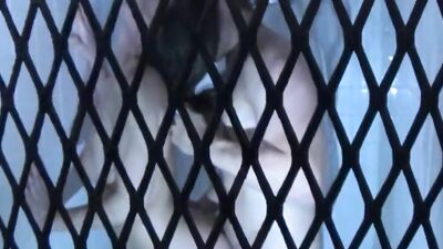 Amateur girl sucks a cock and gets fucked in trimmed pussy