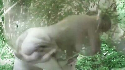 Chubby girl sucks a dick and gets fucked in the woods